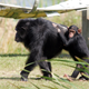 Chimpancés. AP